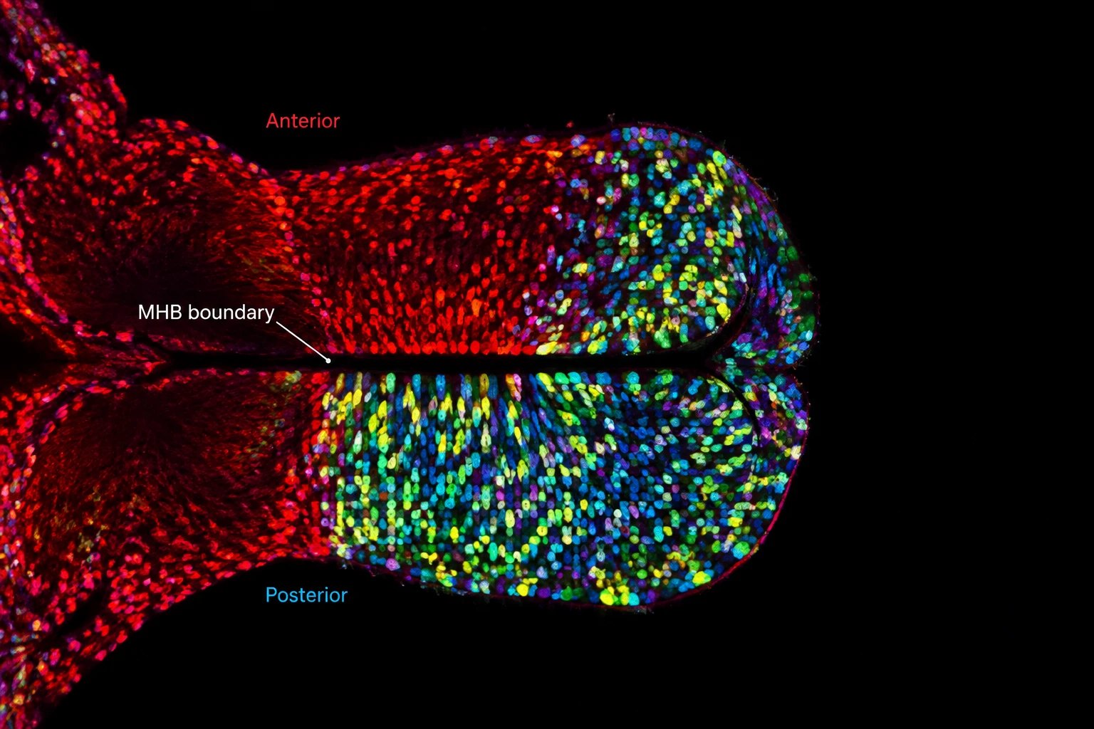 Stanford 团队 Nature Neuroscience 发文：494个克隆推翻单胚层预设，人脑实为复合器官