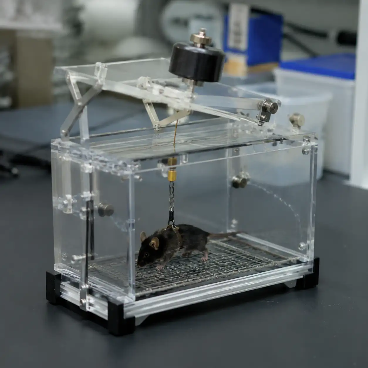 小鼠举铁完胜跑步,但这个结论到人身上打了折扣